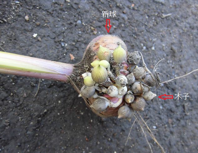 グラジオラスの育て方と栽培記録 花後の球根は植えっぱなしでも大丈夫 楽して楽しむガーデニング