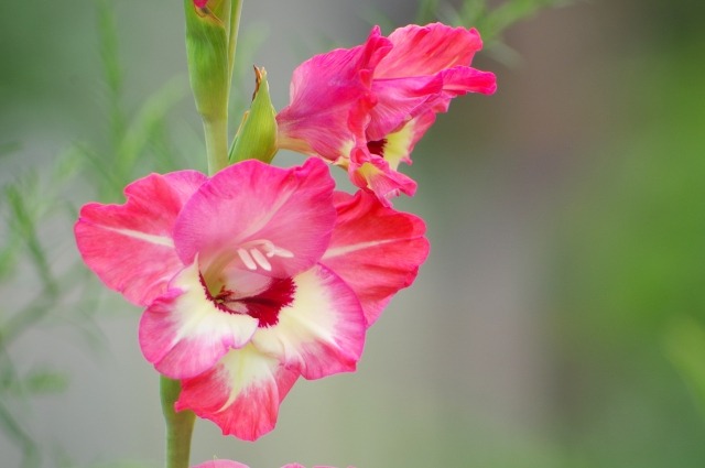 グラジオラスの育て方と栽培記録 花後の球根は植えっぱなしでも大丈夫 楽して楽しむガーデニング