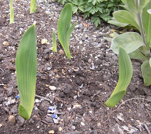 グラジオラスの発芽