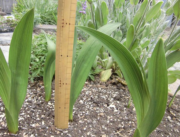 グラジオラスの育て方と栽培記録 花後の球根は植えっぱなしでも大丈夫 楽して楽しむガーデニング