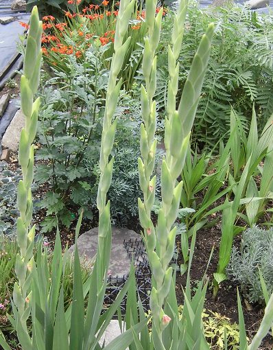 グラジオラスの育て方と栽培記録 花後の球根は植えっぱなしでも大丈夫 楽して楽しむガーデニング