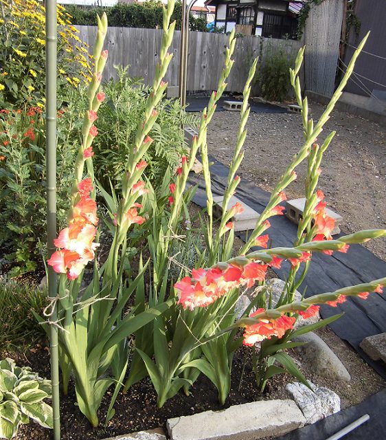 グラジオラスの育て方と栽培記録 花後の球根は植えっぱなしでも大丈夫 楽して楽しむガーデニング