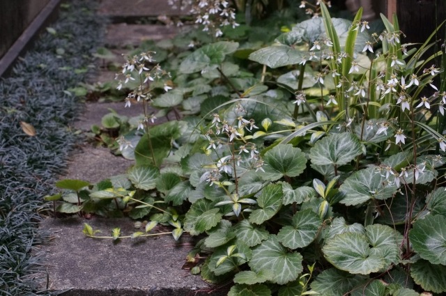 日陰の庭に何を植える 日当たりが悪い自宅の庭で育てている植物まとめ 楽して楽しむガーデニング