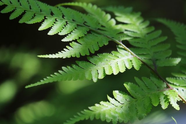 日陰の庭に何を植える 日当たりが悪い自宅の庭で育てている植物まとめ 楽して楽しむガーデニング