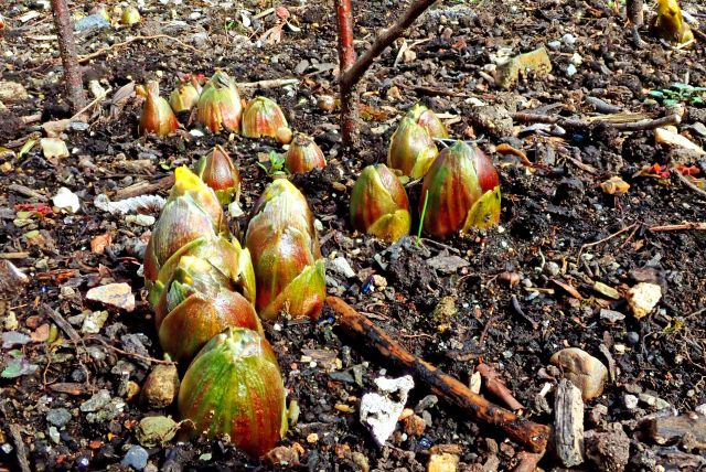 福寿草の新芽