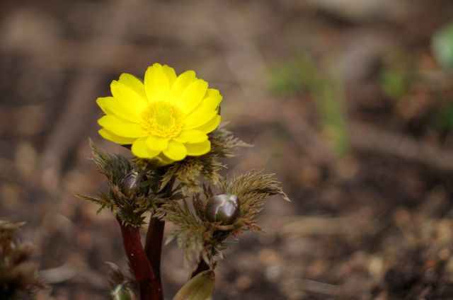 福寿草の花