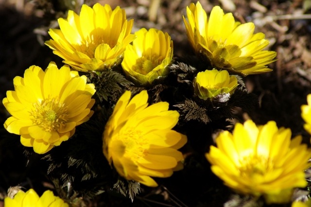 フクジュソウの黄色の花