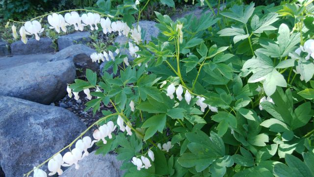 タイツリソウの白い花