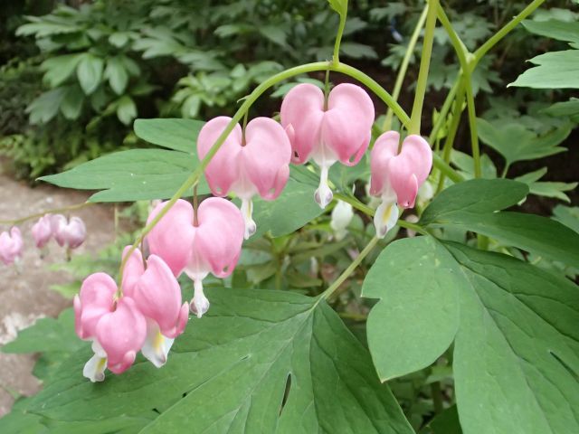 ピンクのケマンソウの花