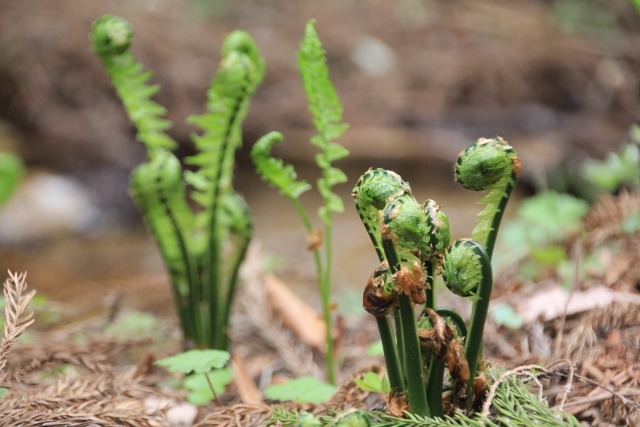 観葉植物クサソテツの育て方 若芽は山菜のコゴミ 楽して楽しむガーデニング