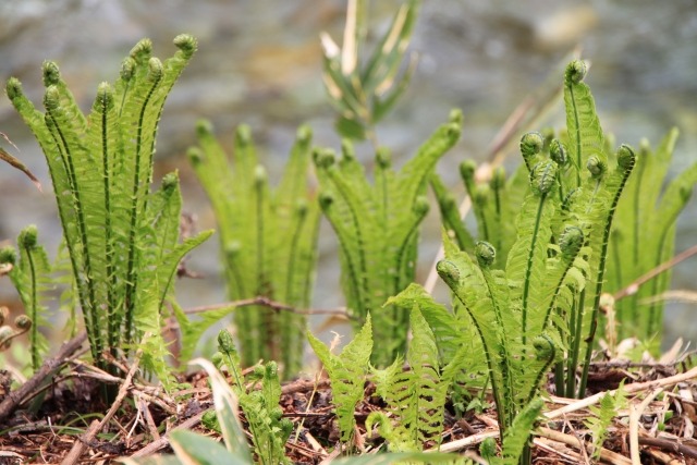 観葉植物クサソテツの育て方 若芽は山菜のコゴミ 楽して楽しむガーデニング