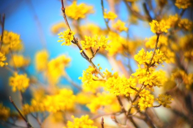 サンシュユの黄色の花