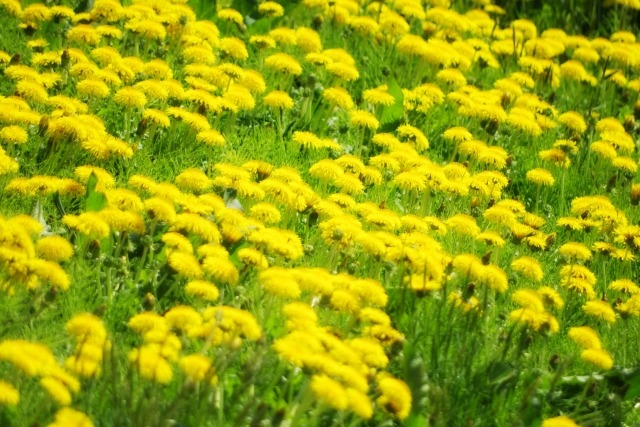 タンポポの黄色の花