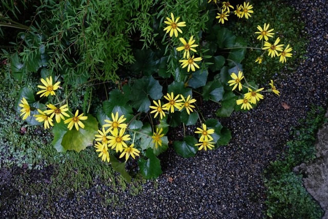 ツワブキの花