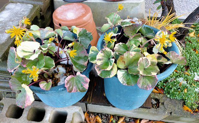 鉢植えのツワブキ