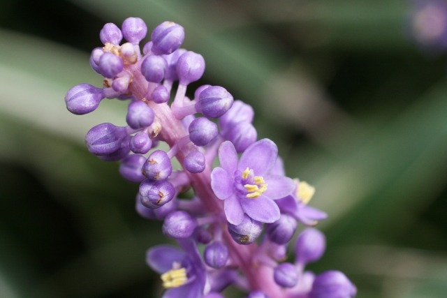 ヤブランの花