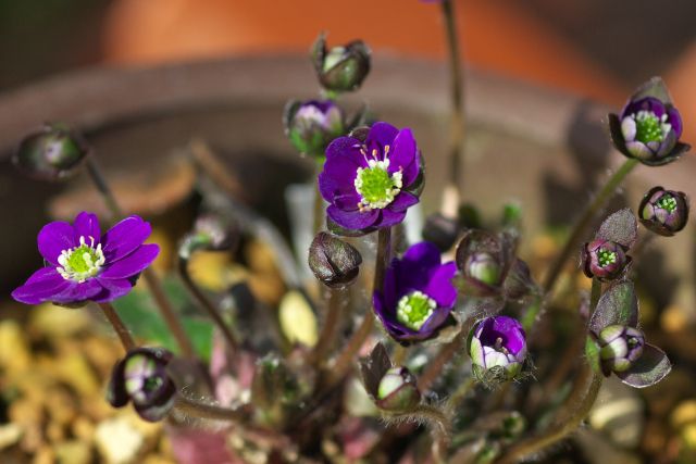 鉢植えの雪割草