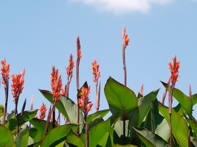 花カンナの育て方 球根を植え付ける時期と方法は 楽して楽しむガーデニング