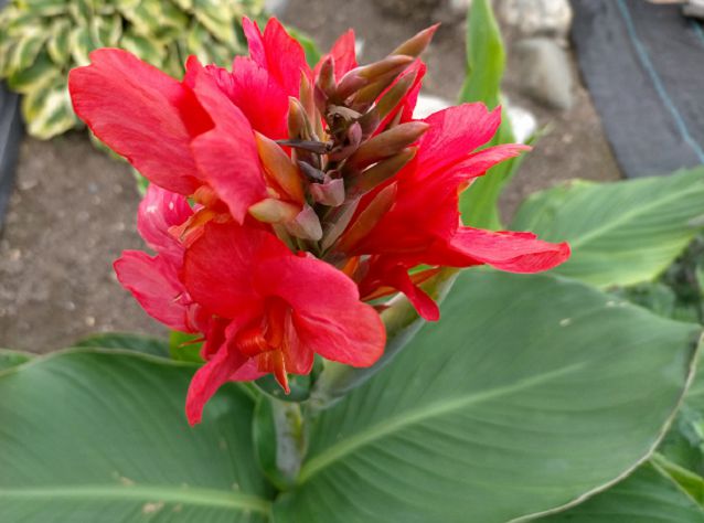 満開のカンナの花