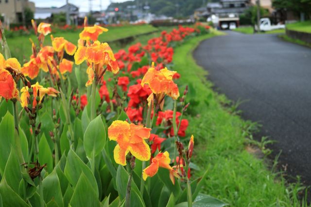 カンナの花