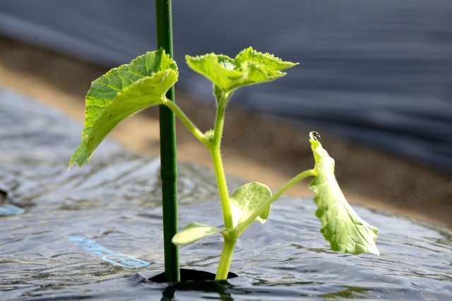 キュウリの植え付け