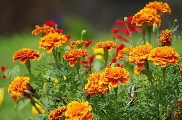 マリーゴールドの育て方 花を長期間咲かせるポイントは花がら摘みと切り戻し 楽して楽しむガーデニング