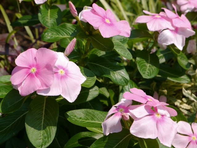 ニチニチソウの花