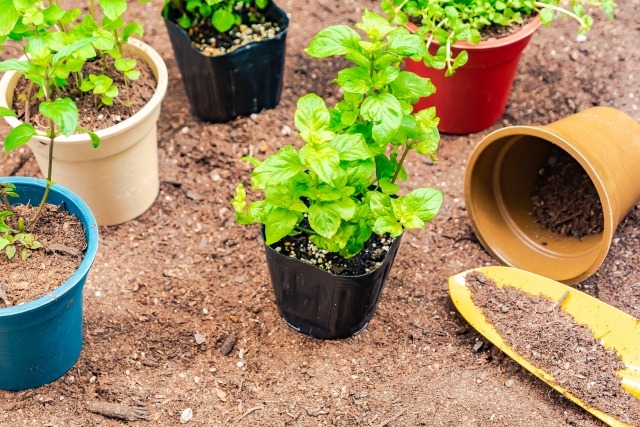 植木鉢の大きさ 号数 土の量まとめ 素材別に植木鉢の種類も紹介 楽して楽しむガーデニング