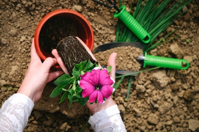 植木鉢に苗を植え付け