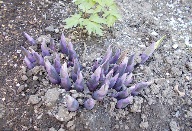 ギボウシの芽吹き