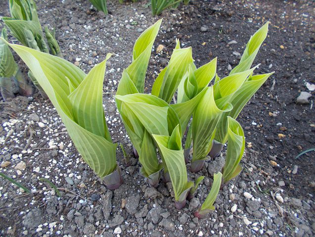 ギボウシ サンパワーの新芽