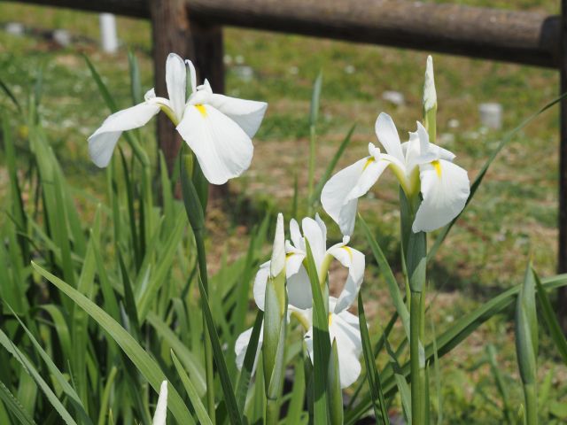 ハナショウブの白い花