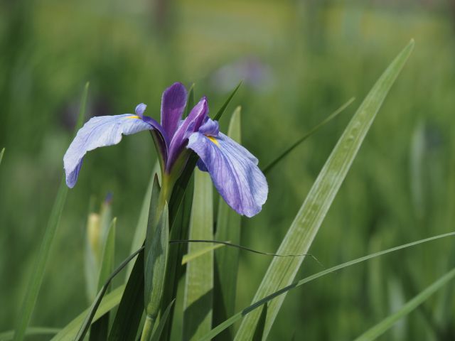 ハナショウブ 花菖蒲 の特徴と育て方 ハナショウブ アヤメ カキツバタの違いと見分け方も紹介 楽して楽しむガーデニング