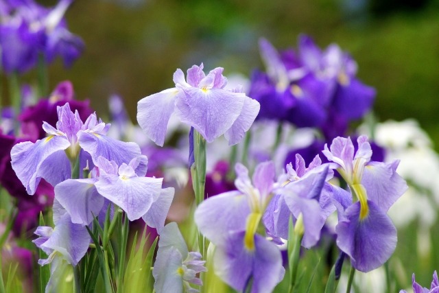 ハナショウブ 花菖蒲 の特徴と育て方 ハナショウブ アヤメ カキツバタの違いと見分け方も紹介 楽して楽しむガーデニング