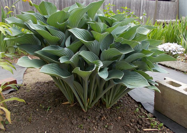 ギボウシの芽が出ない 芽吹きの時期はいつ 栽培記録 楽して楽しむガーデニング