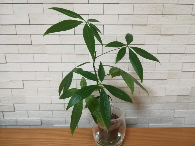 鉢植えのパキラ