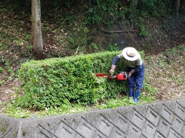 ツツジの剪定時期と方法 大きくなりすぎたツツジを剪定して小さくする方法は 楽して楽しむガーデニング