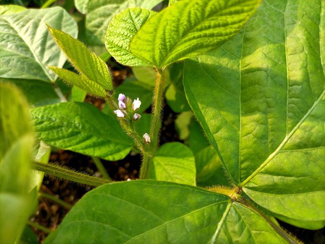 エダマメの花