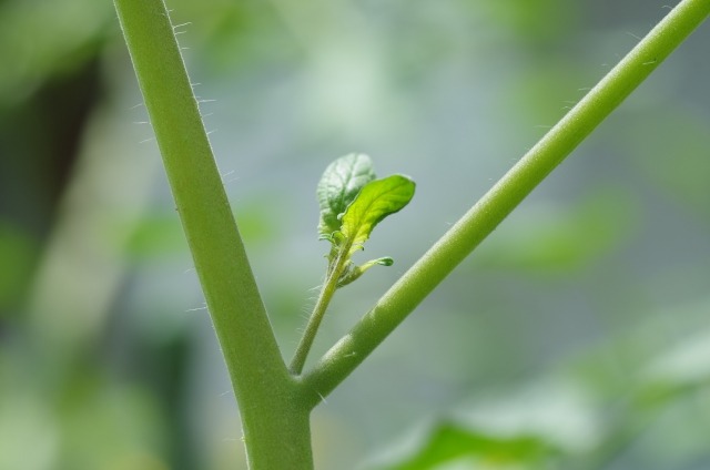 ミニトマトの育て方 摘芯 わき芽かきのタイミングと方法は 楽して楽しむガーデニング