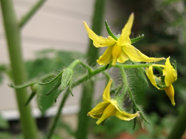 ミニトマトの花