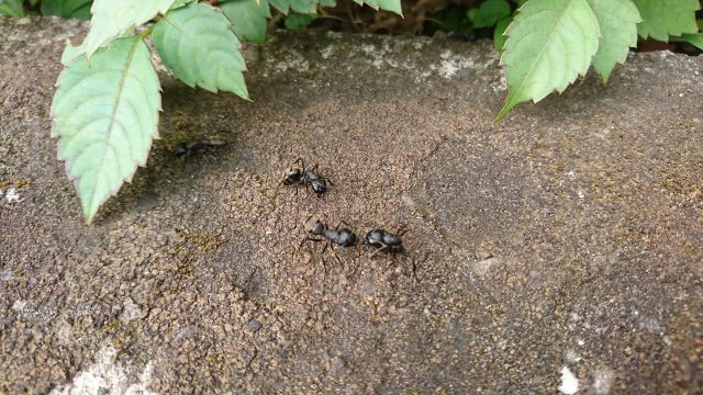 庭にできたアリの巣を駆除したい 薬剤を使わないアリ退治の方法は 楽して楽しむガーデニング