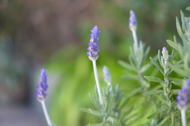 ラベンダーの花