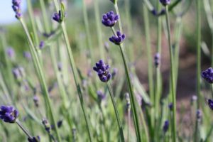 ラベンダーの開花後の剪定方法 強剪定の時期と注意点は 楽して楽しむガーデニング