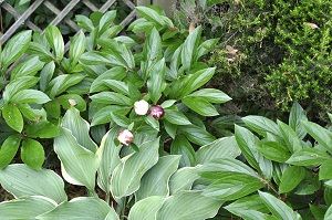 シャクヤク 芍薬 の花が咲かない原因は 翌年に花を咲かせる方法 楽して楽しむガーデニング