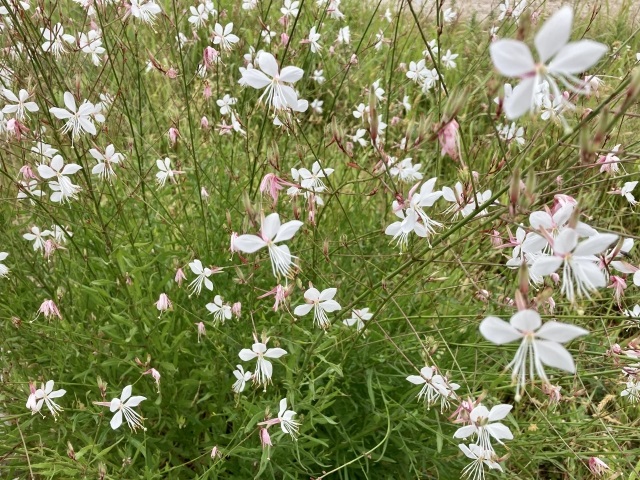 ガウラの花姿