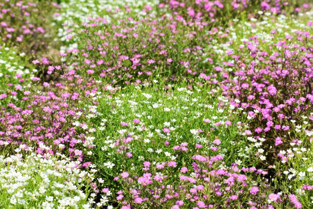 白とピンクのカスミソウの花