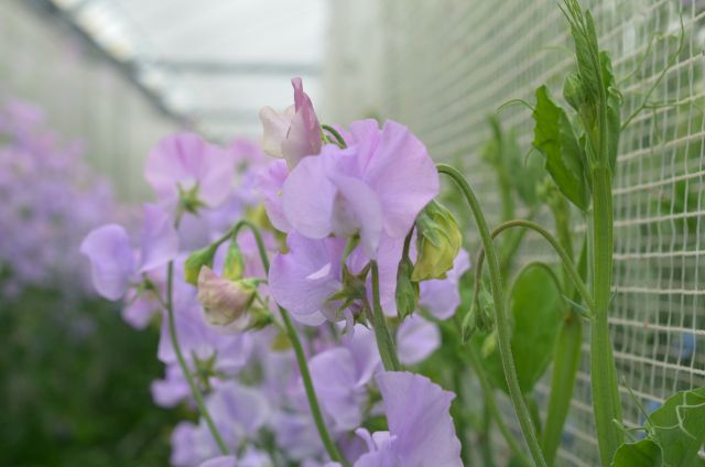 スイートピーの花