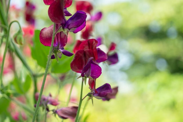 スイートピーの花