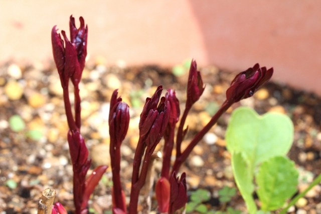 シャクヤク 芍薬 の育て方 植え替え 株分け時期と方法は 楽して楽しむガーデニング