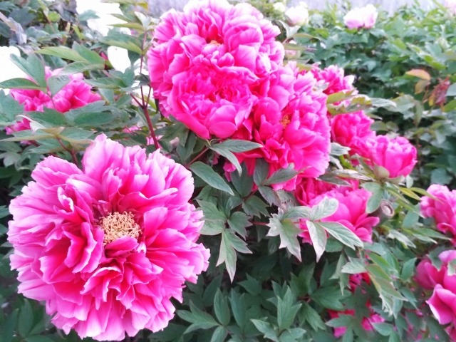 シャクヤク 芍薬 の花が咲かない原因は 翌年に花を咲かせる方法 楽して楽しむガーデニング
